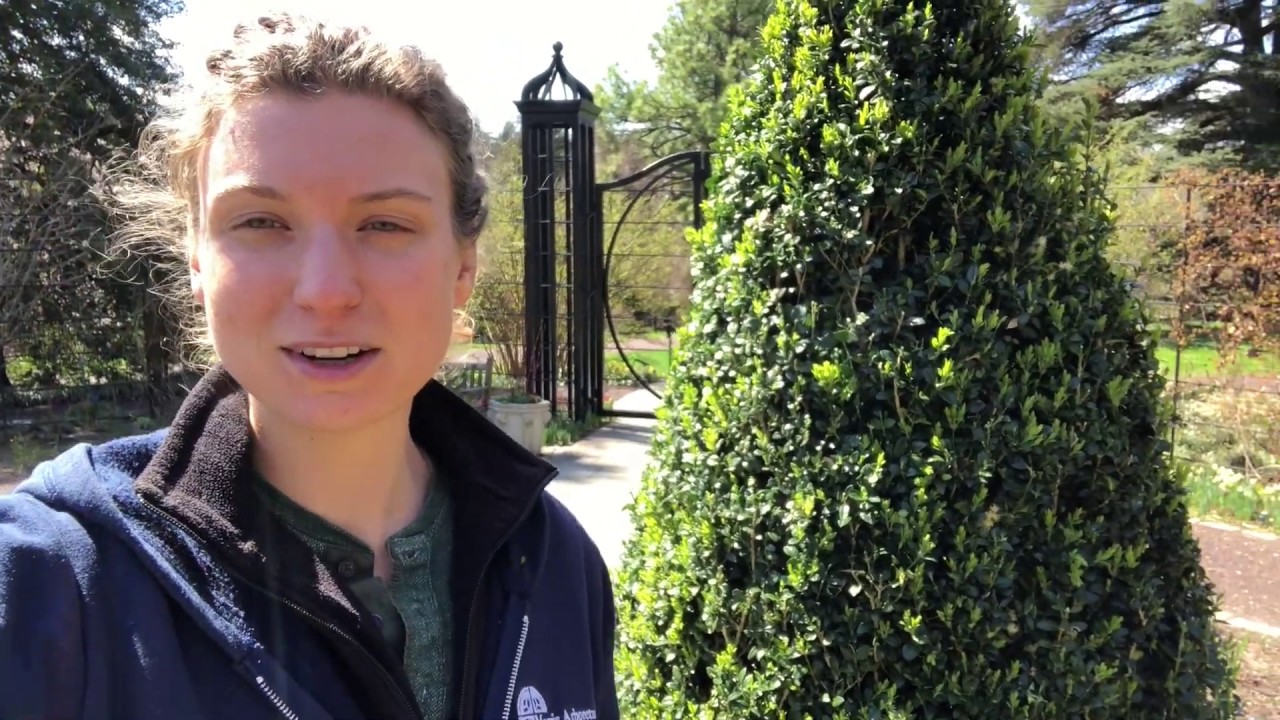 Boxwood Pruning Demonstration - YouTube
