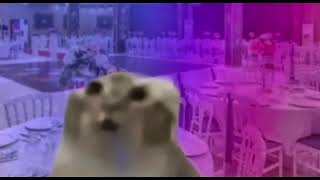 Salak Kedi - Kim Ne Derse Desin (Tam Versiyon)