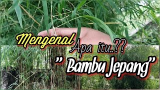 Penjelasan Bambu Jepang (Japanesse Arrow Bamboo) || Tanaman Hias Pagar || Reccomended..