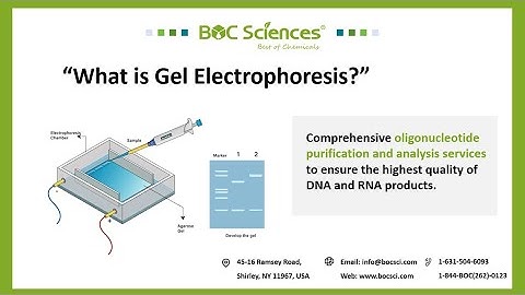 What is Gel Electrophoresis? - Precision DNA & RNA Analysis with Gel Electrophoresis - BOC Sciences