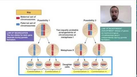 Biology 07-4 Patterns of Inheritance 1