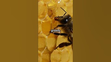 Honeybee Communication 🐝 #Honeybees #Communication #Insects