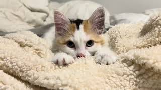 ASMR | 5 Minutes of Pure Cat Therapy — Soft Purring, Gentle Kneading & White Noise for Sleep 🐾💗 screenshot 1