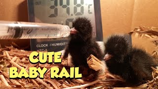 Baby Buff-banded Rail Making the Cutest Noise While Dringking II TIKLING