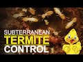 Subterranean Termite Control - Drake Lawn and Pest Control