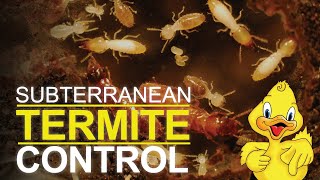 Subterranean Termite Control - Drake Lawn and Pest Control