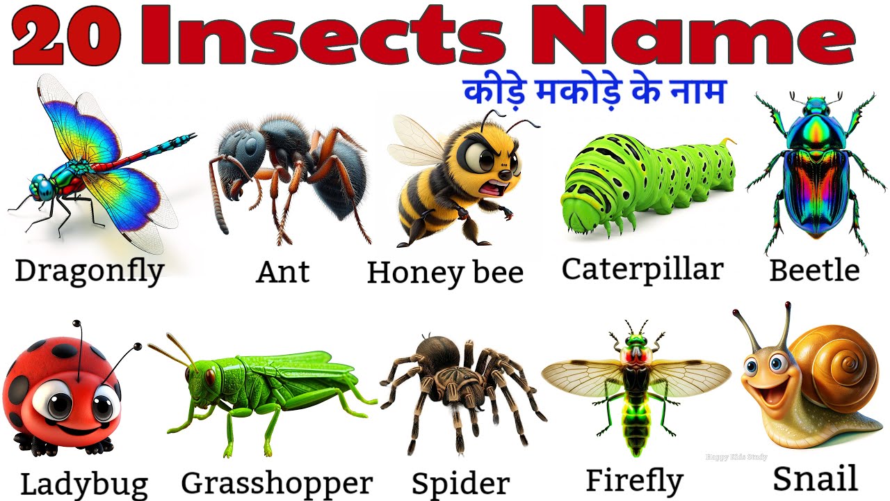 कीड़ों के नाम हिंदी और अंग्रेज़ी में | 20 Insects Names for Kids ...