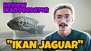 REVIEW OF THE PREDATOR FISH 'JAGUAR' || VERY COOL & UNIQUE PATTERN!!!
