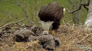 Decorah Eagles - North Nest 23.04.2024
