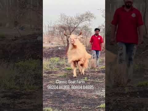 Furry Kashmiri Goat at Classic Goat Farm Padgha