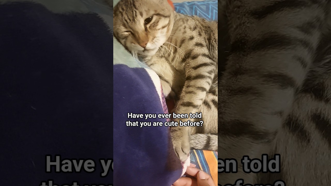 Am I cute ?🤭 what do you think 🤔 