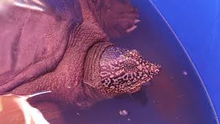 World’s Most Endangered Turtle Gets Some Good News In 2020