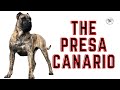 THE PRESA CANARIO