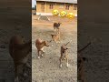 #pets #funny #dogshorts #doglife #feedshorts #shortsfeed #shorts #comedy #funnyshorts #viral #yt