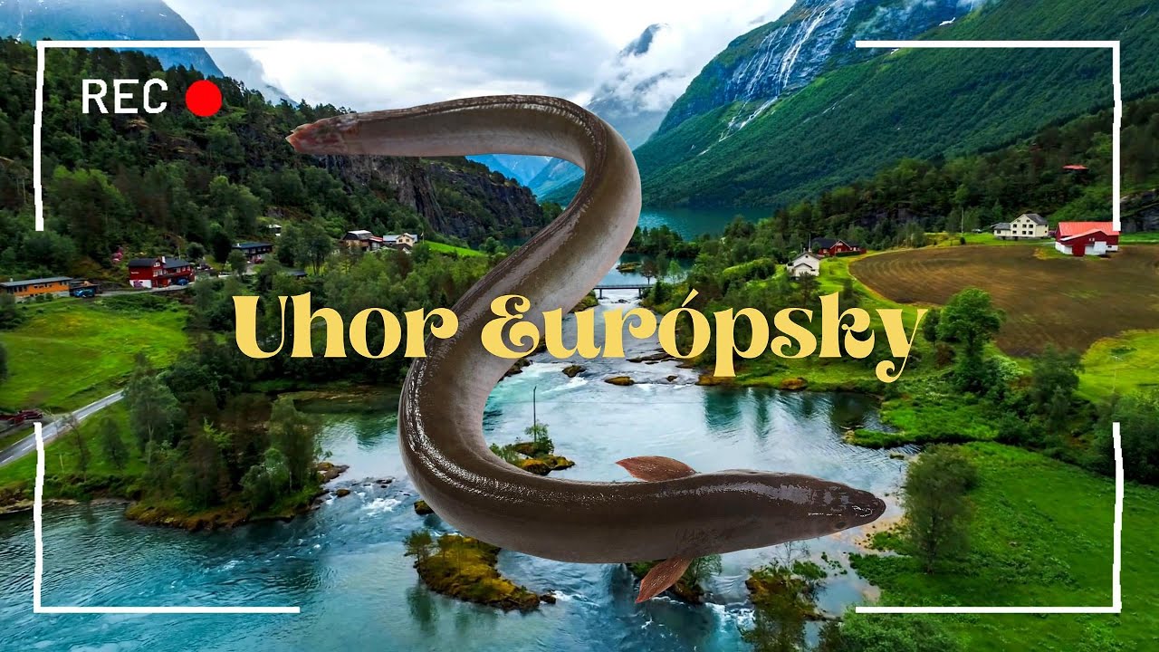 Uhor 🐟 Úhor Európsky 🐍 určite si toto ňom nevedel! Anguilla anguilla, Úhoř ...