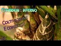 Cymbidium come coltivarlo in inverno e consigli per la fioritura  orchidee