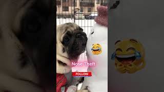 Who Stole the Snowman's Nose? 🐶🤔 #mystery #pug