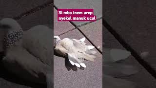 si inem arep nyekel manuk