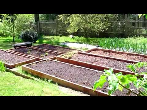 Video: Growing Rutabagas - How To Grow Rutabaga