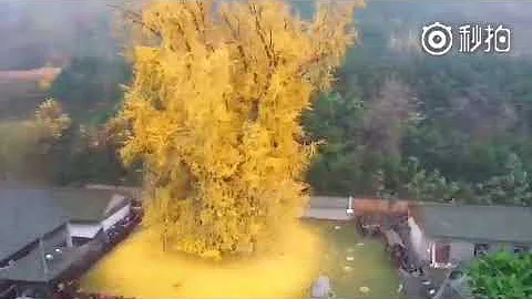 这棵千年古银杏树参观得提前预约 - 天天要闻