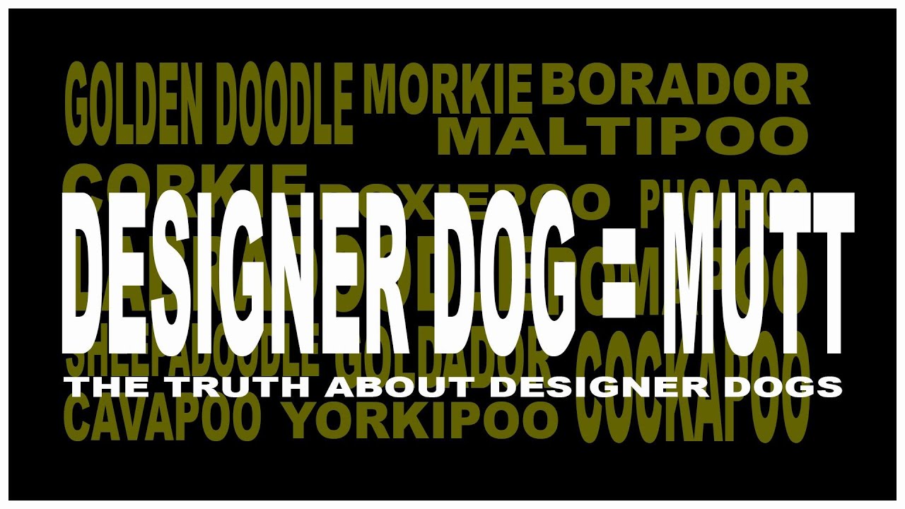 Are Designer Dogs Mutts