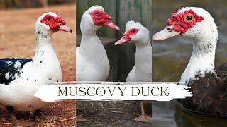 Muscovy Duck | Muscovy Duck Farming | How To Raising Muscovy Ducks by Pups & Pets 22 views 9 months ago 3 minutes, 59 seconds