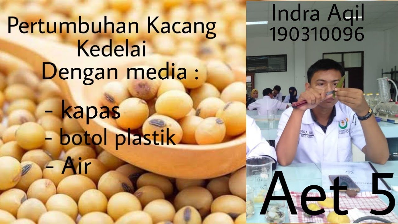 CARA BUDIDAYA TUMBUHAN KACANG KEDELAI DENGAN BAHAN YANG SEDER HANA