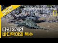 다리 하나를 잃은 바다 악어의 복수전