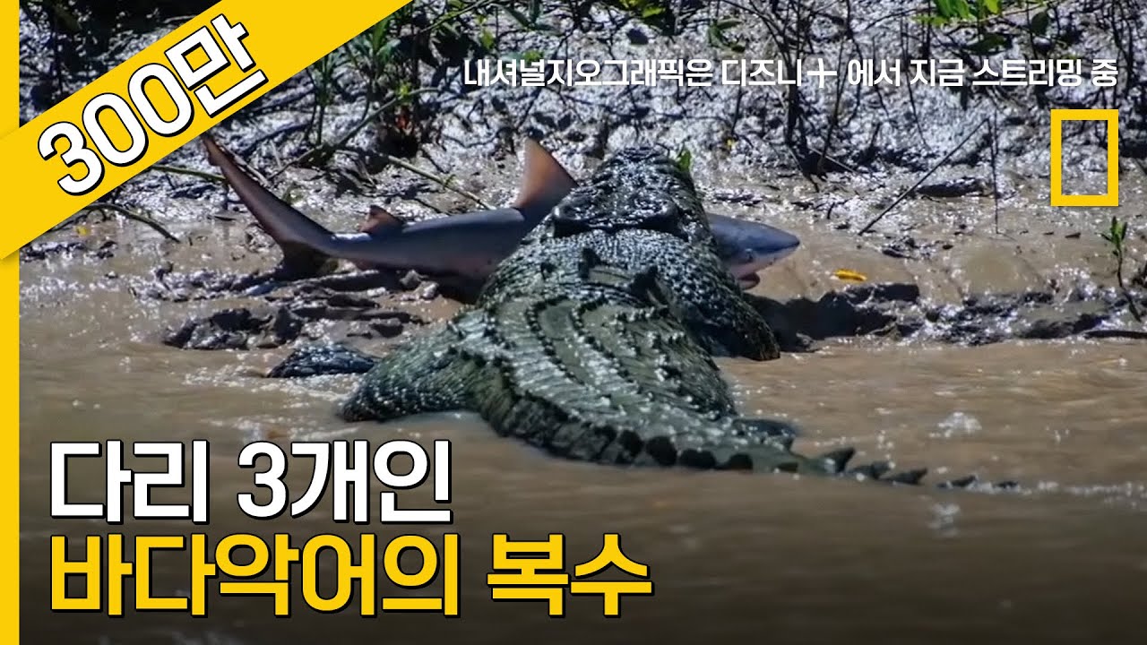 다리 하나를 잃은 바다 악어의 복수전