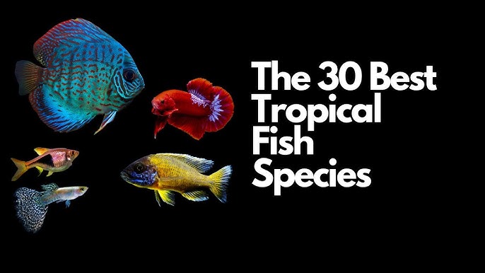 The 30 Best Freshwater Aquarium Fish 🐠 