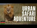 Nairobi National Park | A Safari in the Heart of the City !