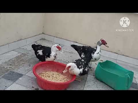 دكر ونتايه مسكوفي ولازم في الاول يبقى في بطايه بلدي تحضني تحتيها