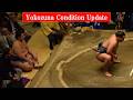 How have the Yokozuna looked this week? (Sumo News, May 7th)