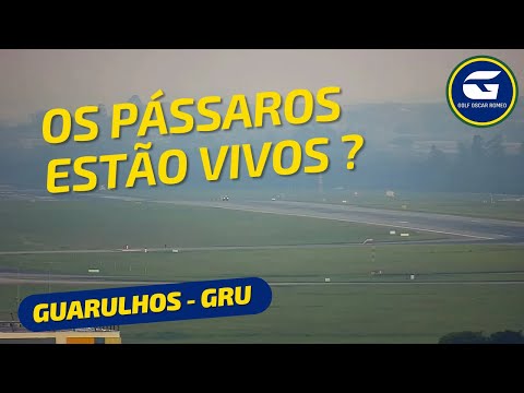 Controladora de voo questiona situação dos pássaros após incidente aéreo