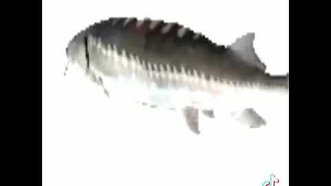 Random memes in my camera roll 4