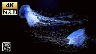 Unveiling the Secret of a Sleep😴in Dreamland, Captivating💙Blue Candyfloss🪼Jellies 4K UHD