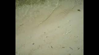 video0009.avi