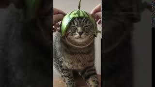 My funny kittens And Beautiful Cat videos 2021 #2 Awok