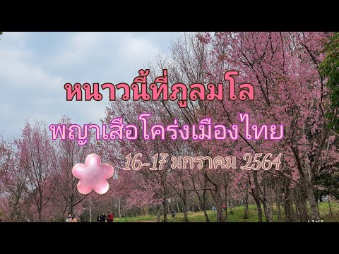 หนาวนี้ที่ภูลมโล ซากุระเมืองไทยงามสะพรั่ง 16-17 มกราคม 2564