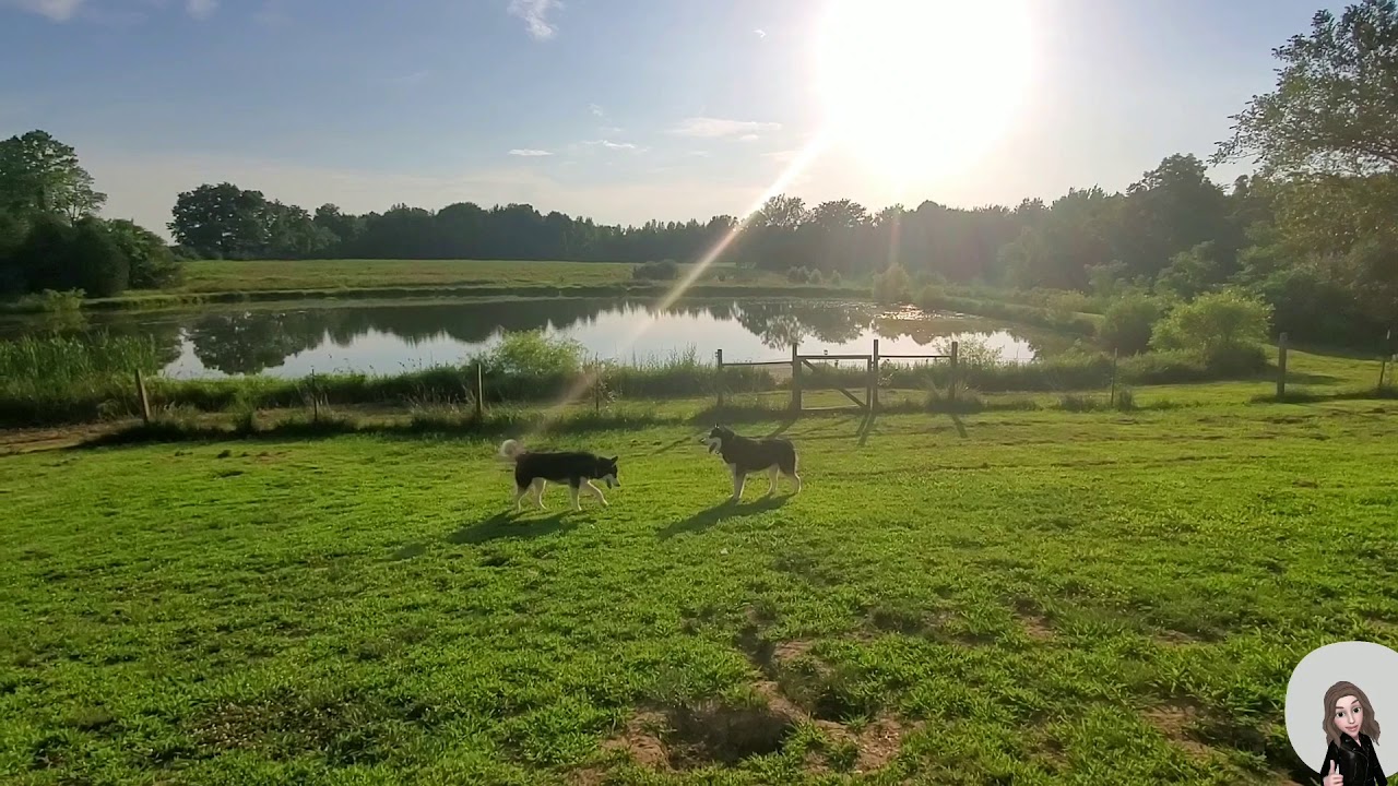 camera iphone 8 plus apk Zeus Takes a Little Tumble Trying to Keep Up With Everest #Huskies #DogFail