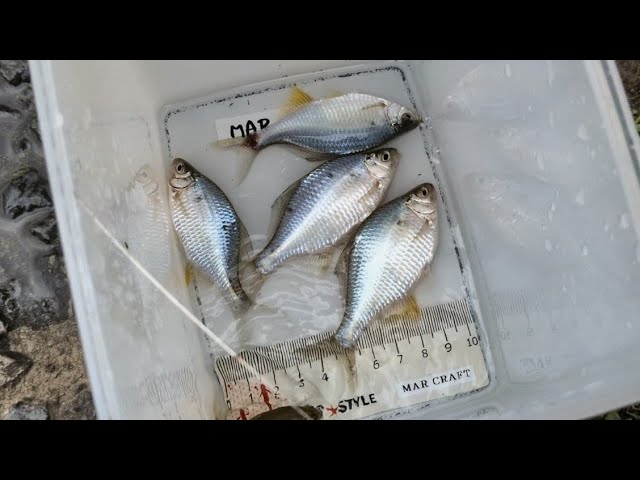 タナゴj タナゴ釣り🐟2026/07/04/SA🌥️釣果記録👐久しぶりの強い引き😅 - YouTube