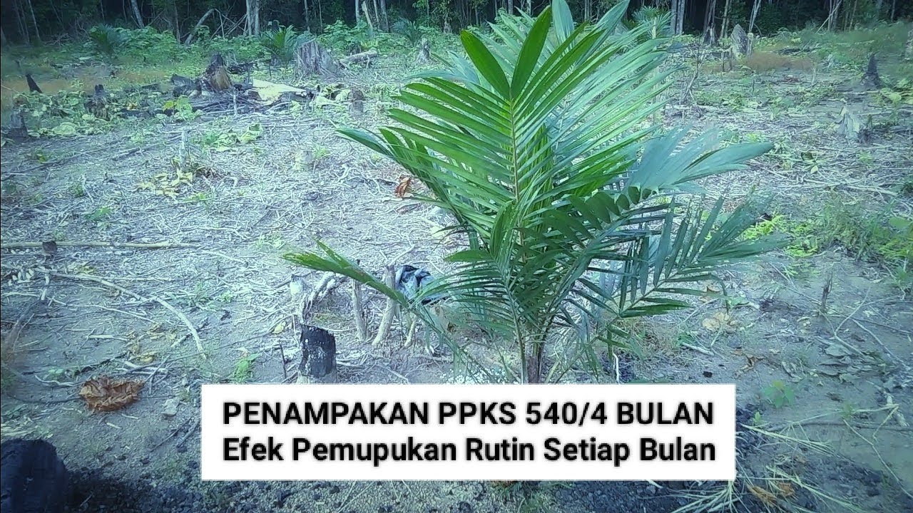 PPKS 540 Usia 4 Bulan, Hasil Dari Pemupukan Rutin Setiap Bulan