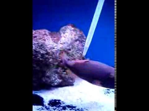 Undulated Triggerfish Belly Rubs