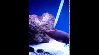 Undulated Triggerfish Belly Rubs