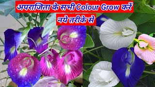 अपराजिता का पौधा बीज से कैसे उगाये || how to grow aprajita plants from seeds | apnivatika aprajita