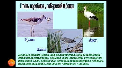 #Биология класс: Экологические группы птиц по местам обитания