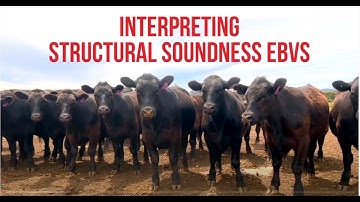 Interpreting Structural Soundness EBVs
