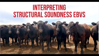 Interpreting Structural Soundness EBVs Interpreting Ebvs