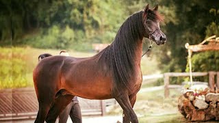 purebred Arabian horse | world champion stallion Wadi Al Shaqab, son of the legend Marwan Al Shaqab.