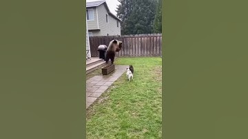 cat save the dog from a bear in Backyard